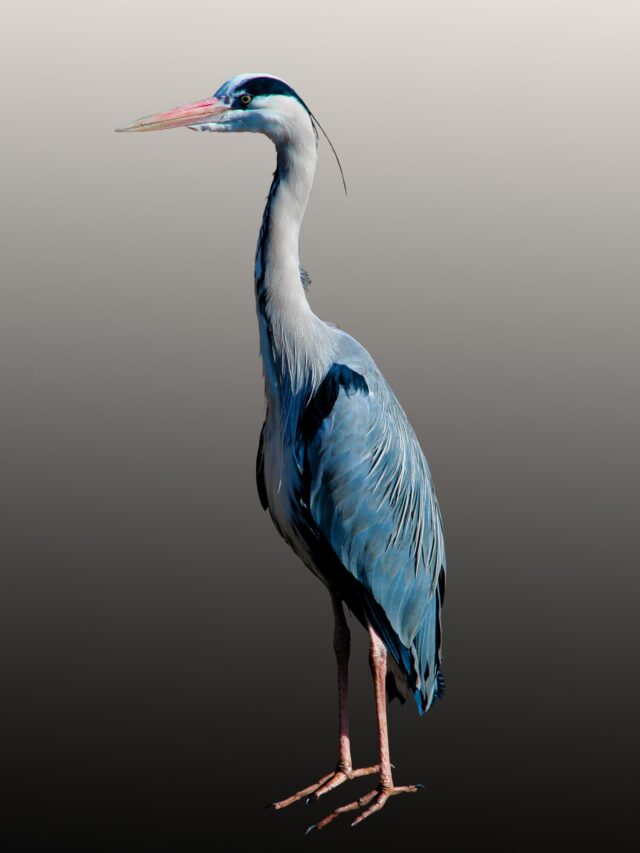 बगुले की १० नस्ल के बारे में ,About 10 breeds of heron